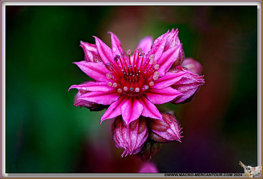Joubarbes des montagnes